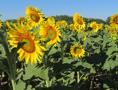 Tournesol